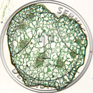 Ophioglossum vulgatum Stipe CS Prepared Microscope Slide