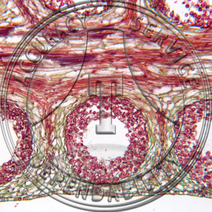 Ophioglossum vulgatum Fruiting Spike LS Prepared Microscope Slide