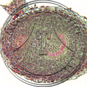 Ophioglossum vulgatum Rhizome CS Prepared Microscope Slide