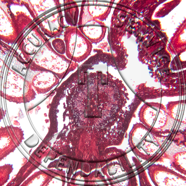 Alnus Flower Catkin CS Prepared Microscope Slide