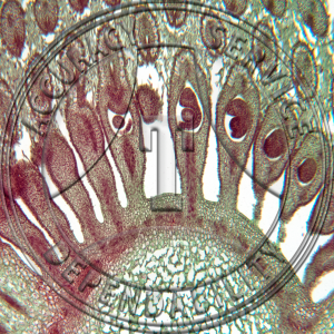 Anemone Flower Prepared Microscope Slide