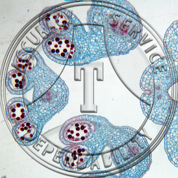 Asarum canadense Fower Bud CS Prepared Microscope Slide