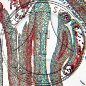 Asarum canadense Flower Bud Median LS Prepared Microscope Slide