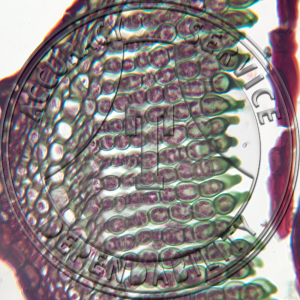Polytrichum Leaves CS Prepared Microscope Slide