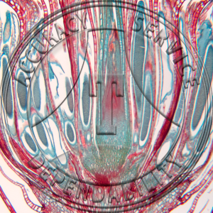 Polytrichum Antheridial Head Prepared Microscope Slide