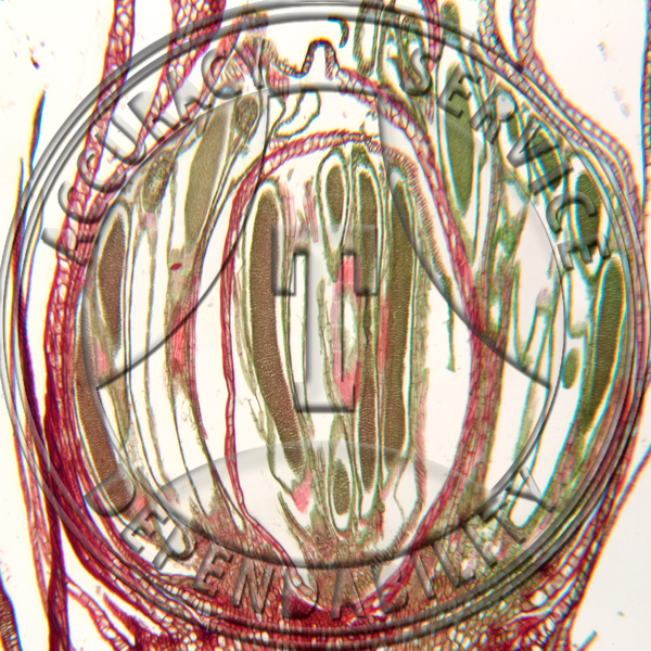 Polytrichum Antheridia LS Prepared Microscope Slide