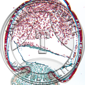 Sphagum Mature Sporophyte Median LS Prepared Microscope Slide