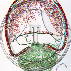 Sphagum Mature Sporophyte LS Prepared Microscope Slide