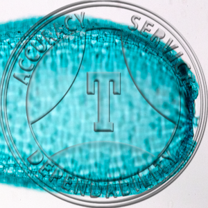 Sphagum Leaf WM Prepared Microscope Slide