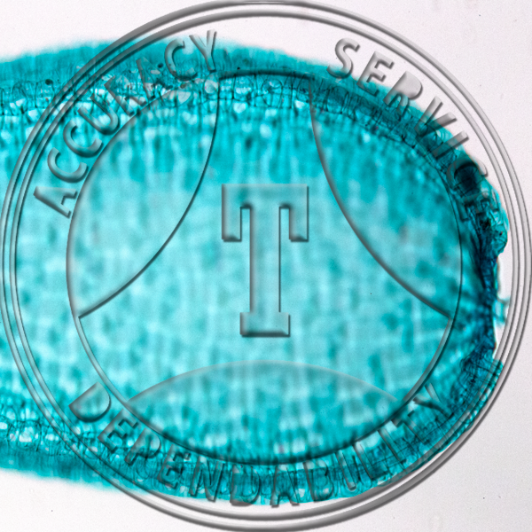 Sphagum Leaf WM Prepared Microscope Slide