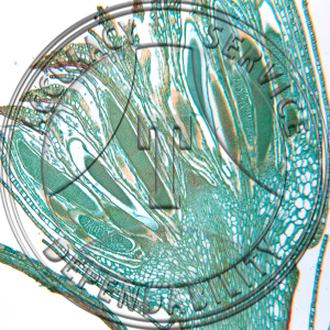Pogonatum Antheridial Head Prepared Microscope Slide