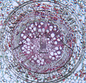 Botrychium Rhizome CS Prepared Microscope Slide