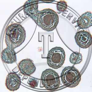 Botrychium Sporangia LS Unattached Prepared Microscope Slide