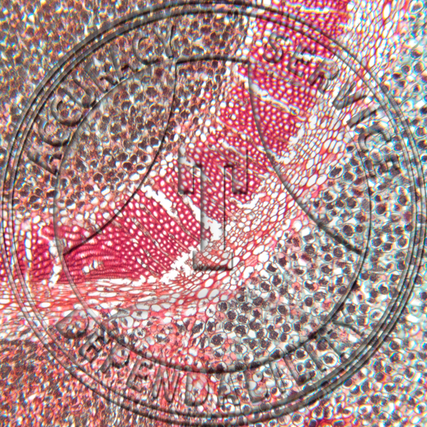 Botrychium Rhizome LS Prepared Microscope Slide