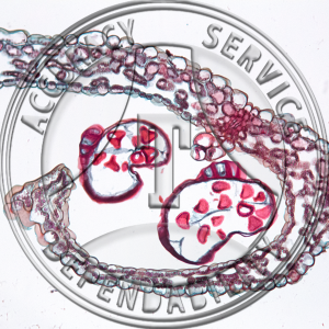 Cryptogramma stelleri Leaflet CS Attached Sporangia Prepared Microscope Slide