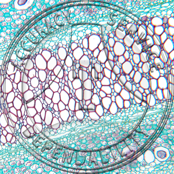 Cyathea Rhizome Segment CS Prepared Microscope Slide