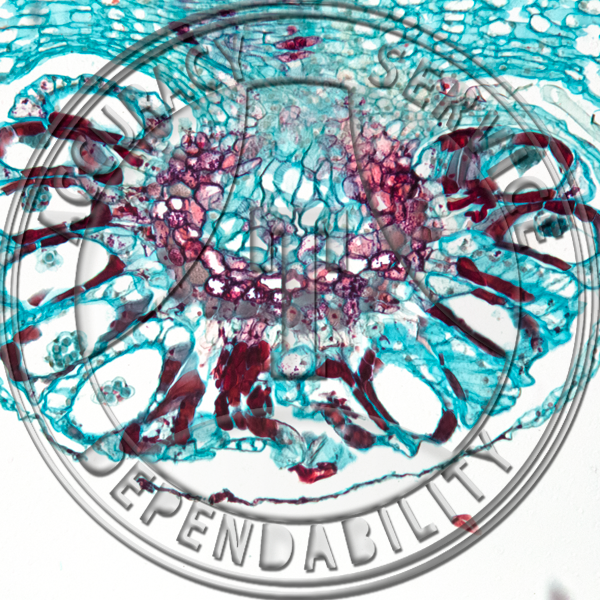 Cnemidaria Leaf CS Attached Synangium Prepared Microscope Slide