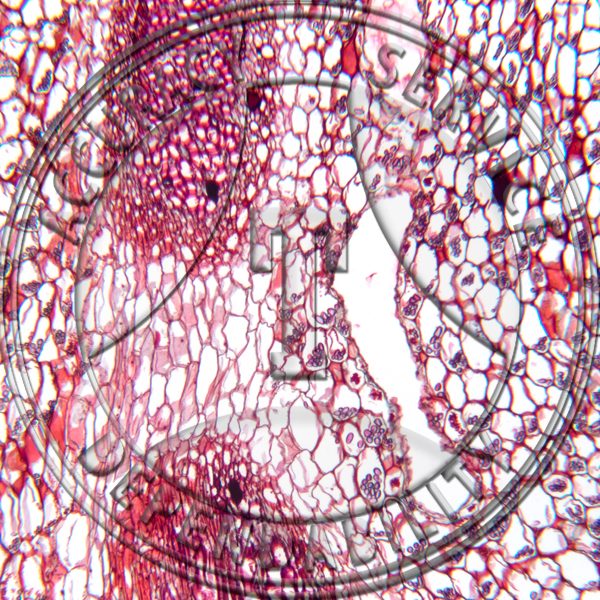 Marattia Root CS Prepared Microscope Slide
