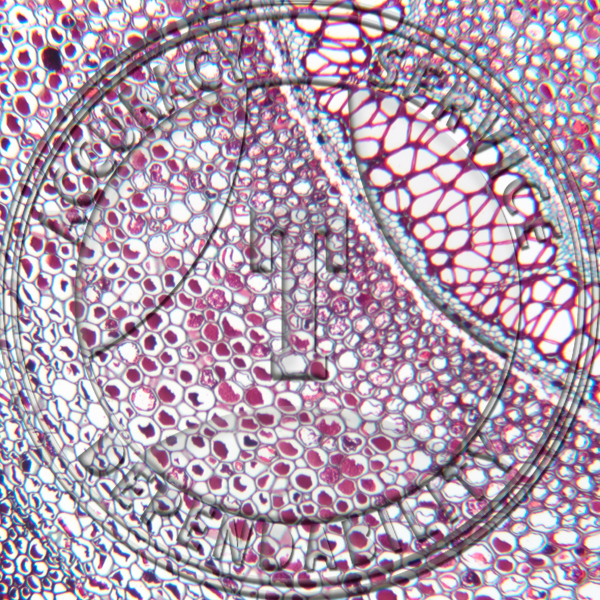 Matonia pectinata Rhizome CS Prepared Microscope Slide