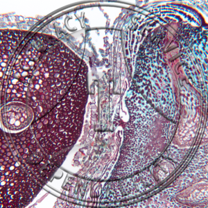 Nephrolepis Rhizome CS Prepared Microscope Slide