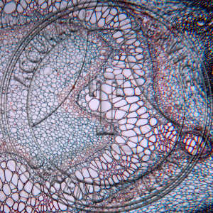 Odontosoria Rhizome CS Prepared Microscope Slide