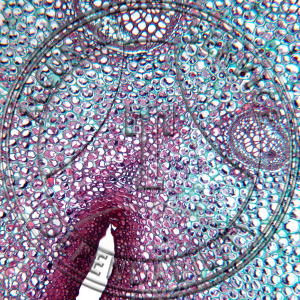 Onoclea sensibilis Rhizome CS Prepared Microscope Slide