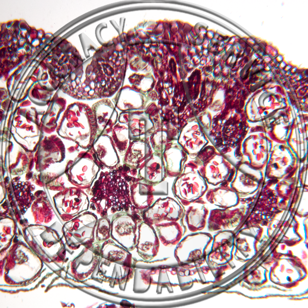 Matteuccia pensylvanica Fruiting Pinnae LS Prepared Microscope Slide