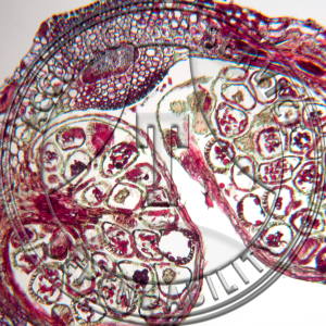 Matteuccia pensylvanica Fruiting Pinnae CS Prepared Microscope Slide
