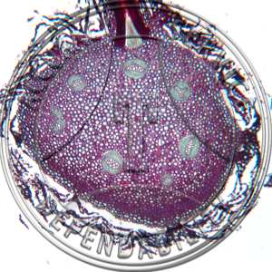 Phlebodium aureum Rhizome CS Prepared Microscope Slide