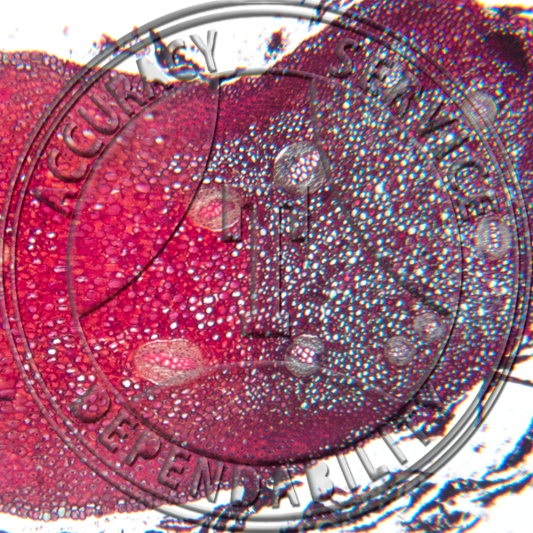 Polypodium polypodioides Rhizome CS Prepared Microscope Slide