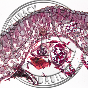 Polypodium polypodioides Leaflet CS Unattached Sporangia Prepared Microscope Slide