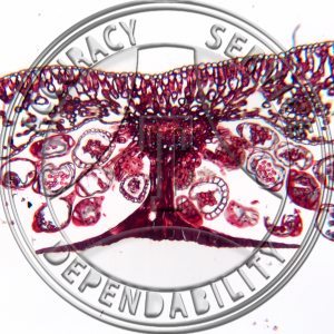 Polystichum acrostichoides Leaflet CS Sorus Indusium Prepared Microscope Slide