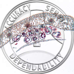 Polystichum lonchitis Leaflet CS sorus LS Prepared Microscope Slide