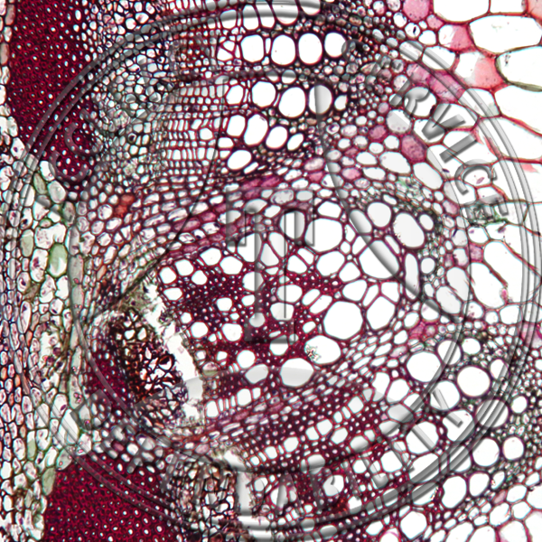 Helianthus Stem Interfascicular Thickening Prepared Microscope Slide