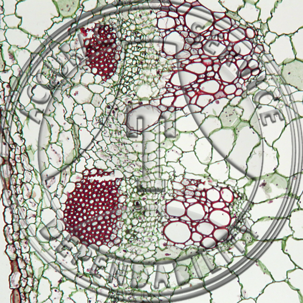 11-12BSP Helianthus Older Stem Prepared Microscope Slide