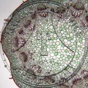 11-12C Helianthus Immature Stem Prepared Microscope Slide