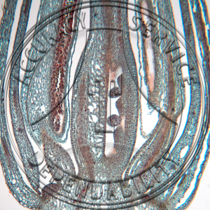 Dentaria laciniate Flower Bud LS Prepared Microscope Slide