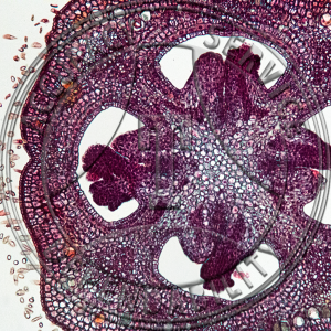Epilobium angustifolium Overy Prepared Microscope Slide