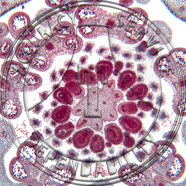 Fragaria Flower Prepared Microscope Slide