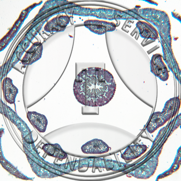 Gaylussicia Flower Bud CS Prepared Microscope Slide