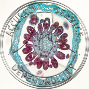 Geum triflorum Flower Bud Median LS 2 Level CS Prepared Microscope Slide