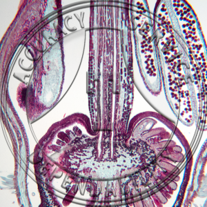 Kalmia polifolia Flower Bud Median LS Prepared Microscope Slide