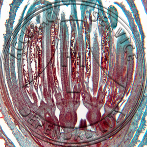 17-334B-1 Lactuca sativa Floral Head Median LS Prepared Microscope Slide