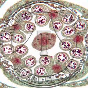 17-343A-1 Menyanthes trifoliata Flower Bud CS Prepared Microscope Slide