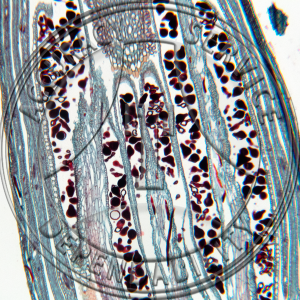 17-350A-2 Oenothera biennis Flower Bud Median LS Prepared Microscope Slide