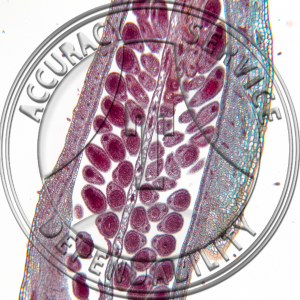 17-350A-3 Oenothera biennis Flower Bud LS Prepared Microscope Slide