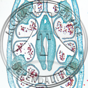 17-355-2 Pisum sativum Flower Bud 2 Level CS Prepared Microscope Slide