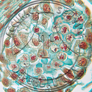 17-356-2 Podophyllum peltatum Flower Bud CS Meiosis Prepared Microscope Slide