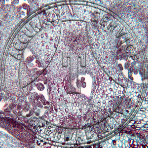 17-359A-2 Pterospora andromedea Flower Bud Median LS Prepared Microscope Slide