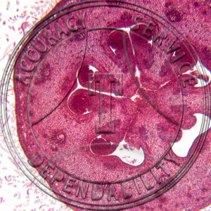 17-360-5 Pyrus malus Flower Bud Median LS 2 Level CS Prepared Microscope Slide